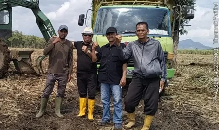 Kemarau Panjang, PG Glenmore Banyuwangi Hasilkan 66.263 Ton Gula Foto BeritaJatim.com